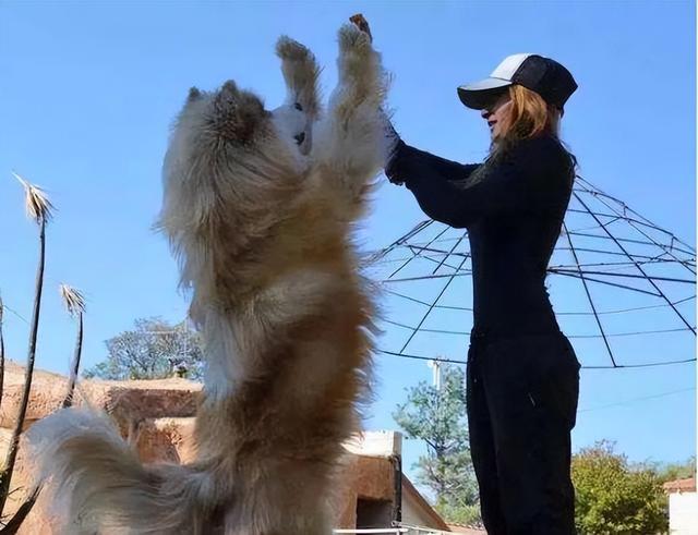 养大狗的女生不能要，为什么女人不能养狗尤其是大狗（为何不建议养“大狗”）