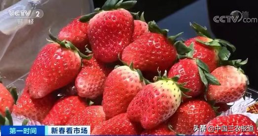 孕妇能吃草莓吗，产妇能吃草莓吗喂奶期间（鸡冠子、大扇子……这些形状的草莓敢吃吗）