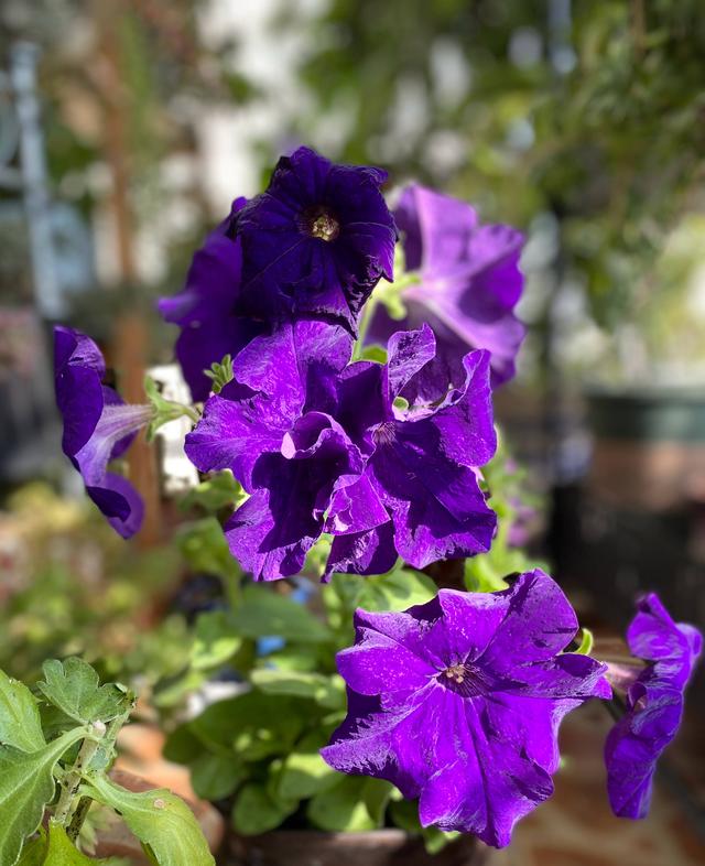 什么花在夏天开，夏天开的花有哪些（夏天就养3种花）