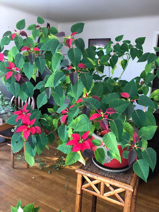 铃兰花有毒吗，铃兰花有毒吗 铃兰花适合放在室内养吗风铃花种植（8种“大毒花”）