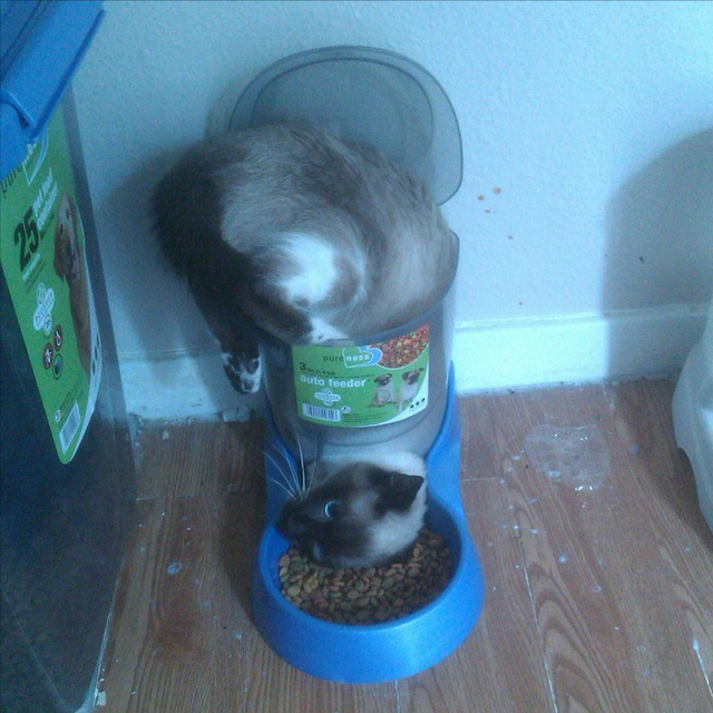 小猫咪 可爱图，小猫图片大全可爱图片大全图片（21张“搞笑”的猫咪图片）