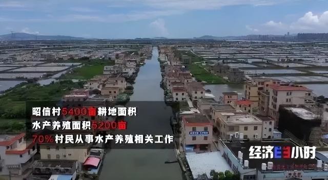 国家地理标志保护产品白蕉海鲈，白蕉海鲈再度霸屏央视
