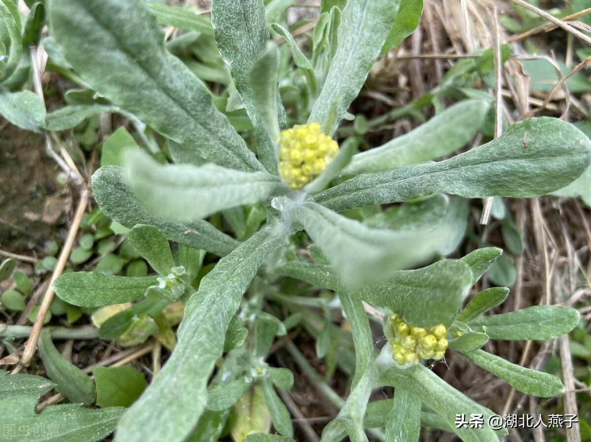 农村常见的二十五种野菜有哪些，各种野菜名称图片大全