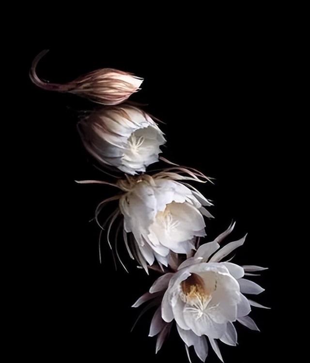 世界上最漂亮的花，世界上最漂亮的十种花（世界上最美的花，只为他开放）