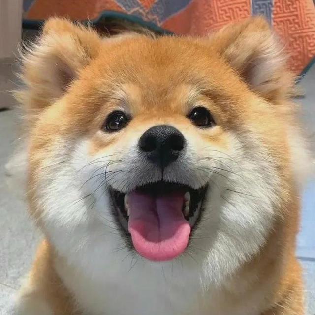 可爱漫画小狗头像微信，可爱漫画小狗头像（治愈系小柴狗头像）