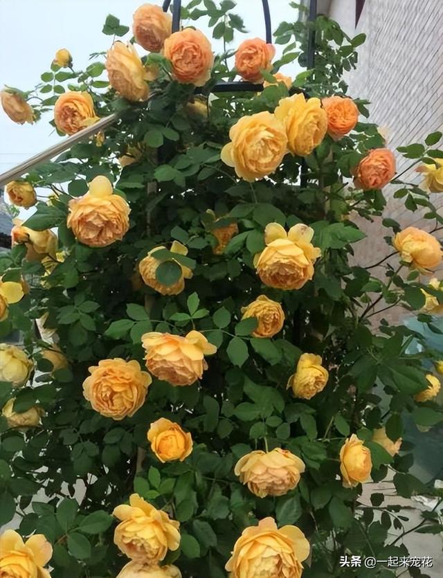 月季花品种有哪些，月季花品种有哪些品种（老花匠都喜欢的10款月季）