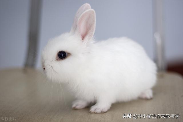 两只小白兔作文8篇，我家的两只小白兔作文400字（可爱的小兔子）