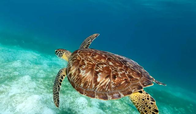 玳瑁龟,因颜值太高而濒临灭绝(玳瑁龟寿命)