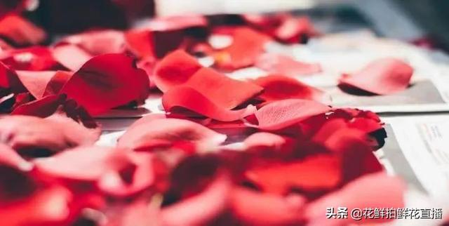 玫瑰花的寓意，玫瑰日常养护打理技巧（黄玫瑰花语象征与寓意）