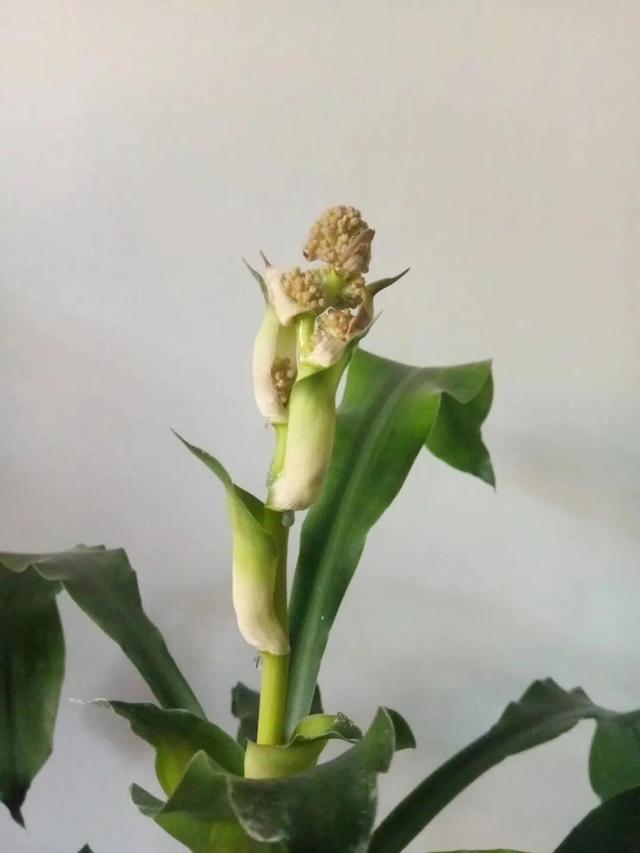 巴西木（巴西木开花，巴西木开花全过程记录（巴西木开花图片欣赏）