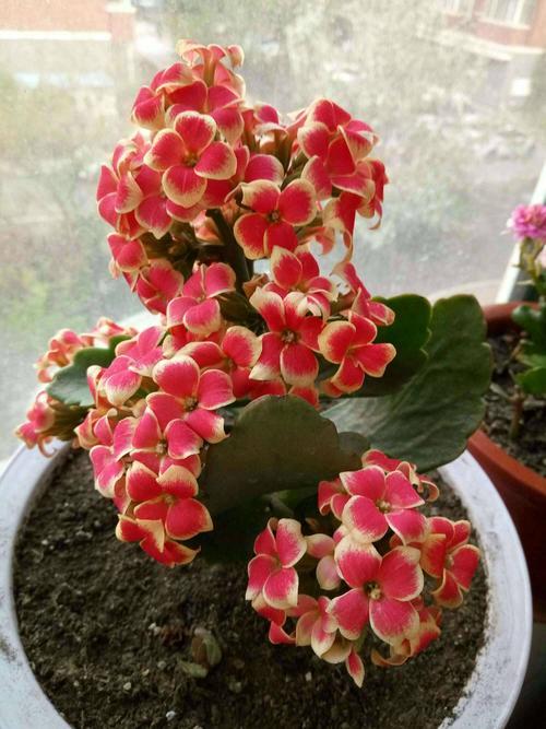 一杯水就可以发财的方法，床上放三物财不请自来（8种“发财花”）