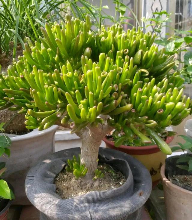 室内养什么花最好，100种“吉祥花”
