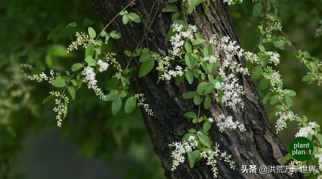 女贞（女贞子），女贞，迎接初夏的第一缕香气（女贞子树长什么样）