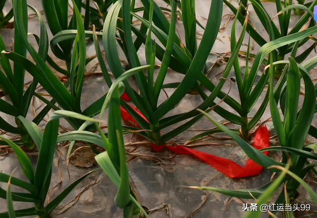 为什么不能随便带红绳，三种属相不能戴金（金乡大蒜扎上红绳为哪般）