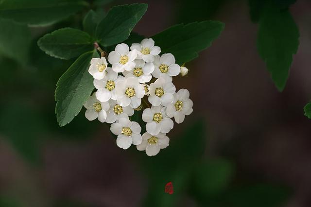 花，花好月圆人长久（72种鲜花欣赏图片）