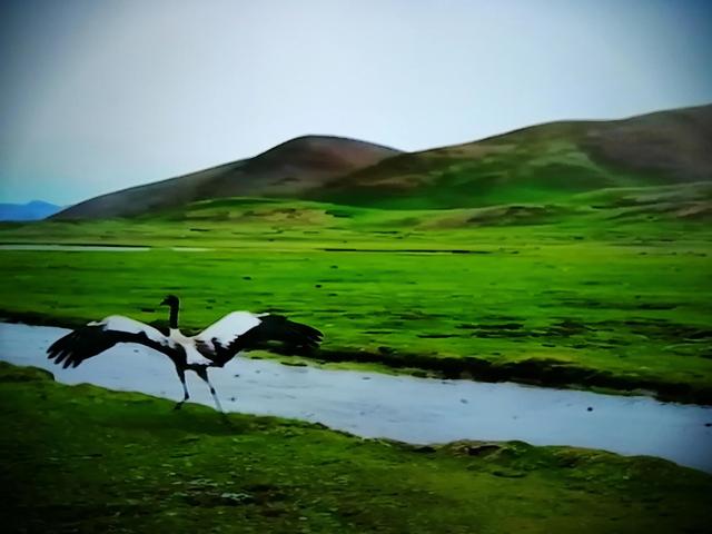 什么的原始森林填合适的词，填形容词什么的原始森林（美丽的大自然）