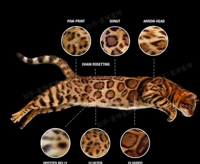 豹猫图片，最霸气的猫——孟加拉豹猫（豹纹猫图片）