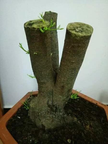 赤楠的养殖方法，赤楠怎么养殖方法（提早预防和积极补救）