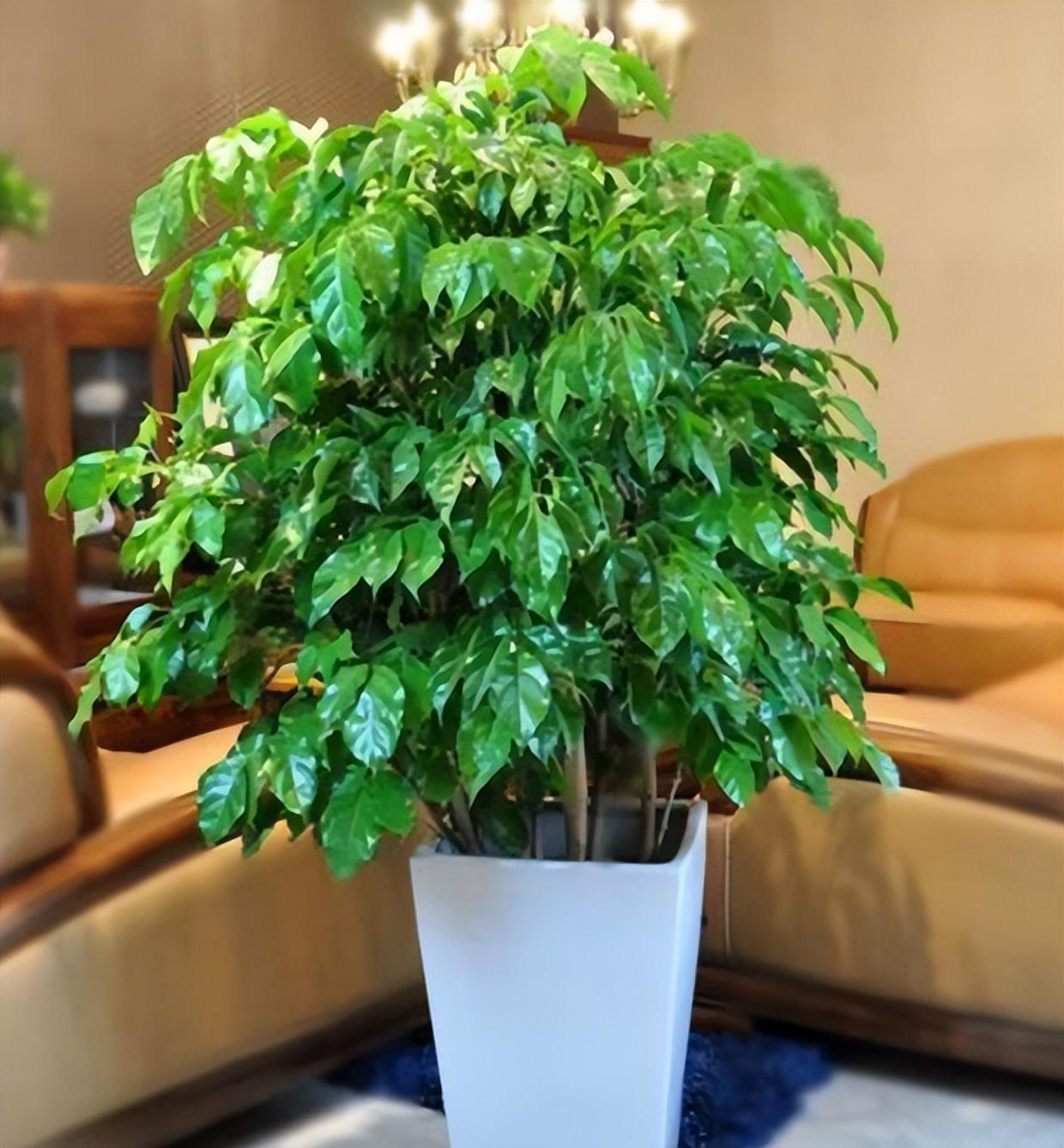 招财树和发财树有什么区别(招财树和发财树有什么区别和功效) - 彝家