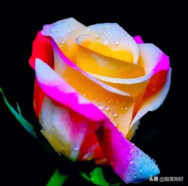 四字词语鲜艳夺目如何怎么样造句子，形容色彩鲜艳绚丽的四字词语（美丽动人的花花）