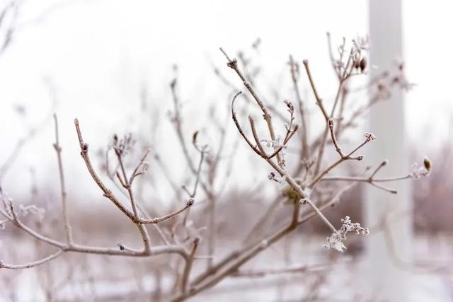 燕山雪花大如席，燕山和雪花（燕山雪花大如席『明月几时有』）
