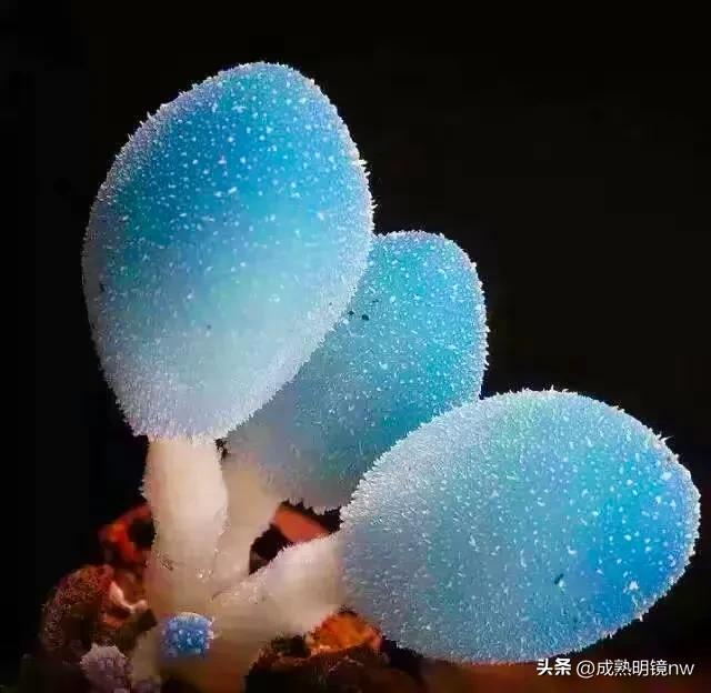 世界上最漂亮的蘑菇，世界上最漂亮的蘑菇是什么（精华总伴日风来。美丽的蘑菇）