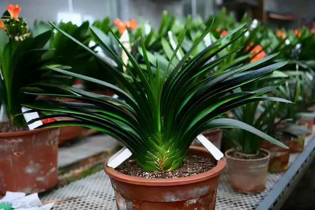 大花君子兰，君子兰开花条件（君子兰冬天要“富养”）