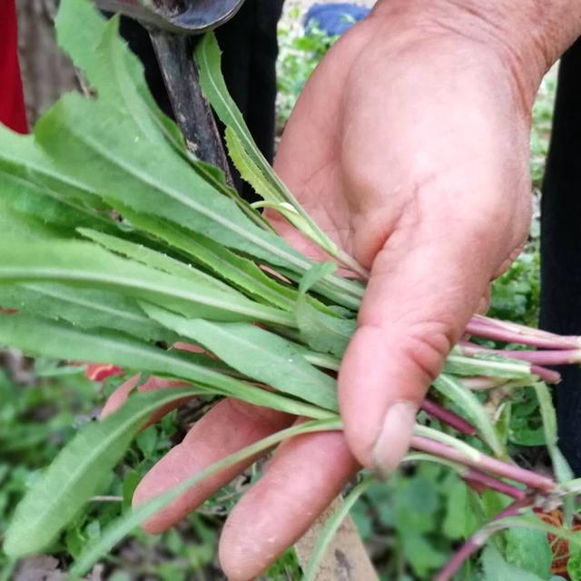 野菜的种类，野菜的种类名称及图片（120种野菜介绍）