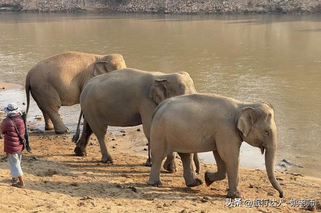 安纳塔拉度假会，阿布扎比安纳塔拉度假村（泰北，丛林野奢OR城市度假）