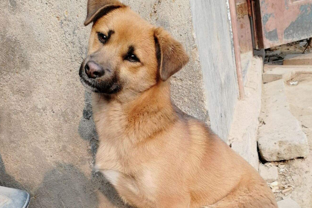 狗最多能活多少年，狗能活多少年的寿命（这几种“长命狗”）