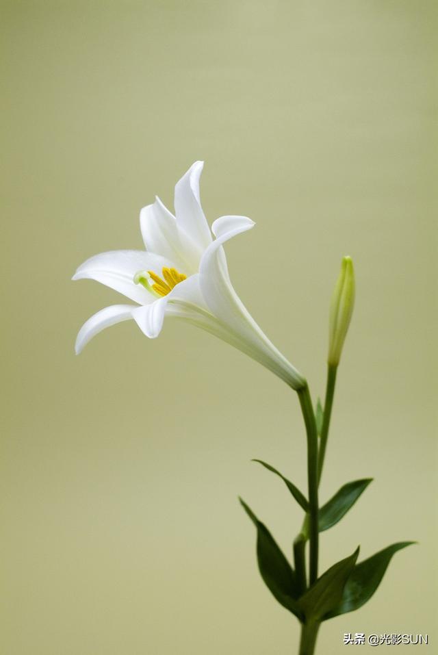 送百合花的含义，男人送女人百合花意味着什么（百合花的花语）