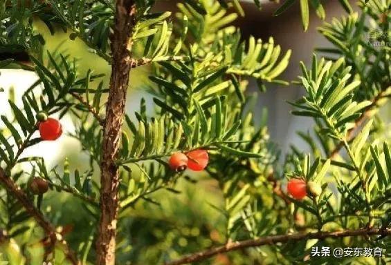 东北红豆杉的栽培及其价值，东北红豆杉的生长环境（“重症监护”中的古树）