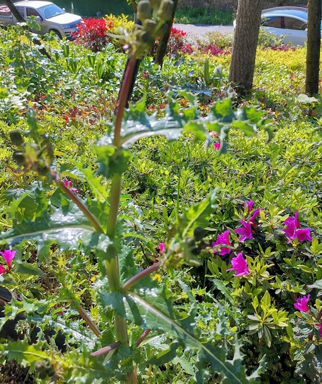 蒲公英图片大全大图，蒲公英图片大全大图植物（蒲公英图片大全大图高清）