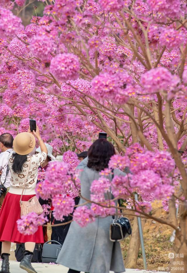 紫花风铃木可以盆栽吗，紫花风铃木北方能成活吗（分享——紫花风铃木）
