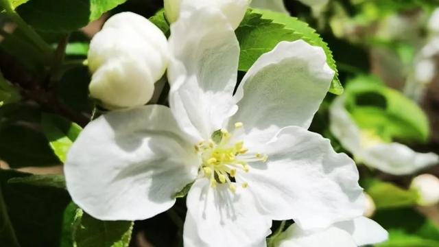 花为什么是五颜六色的呢，花为什么是五颜六色的呢（花为什么会有不同种颜色）