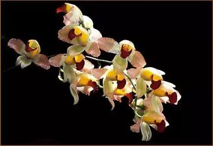 花中四君子指的是什么，花中四君子指的是（《花中“四君子”》）