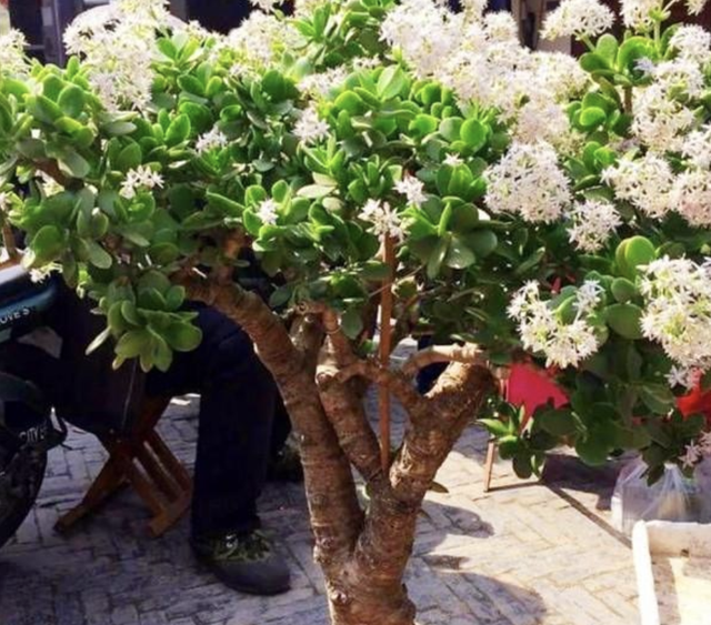 雀舌罗汉松小苗价格多少钱一棵，雀舌罗汉松价格是多少（2种花价值“上千”）