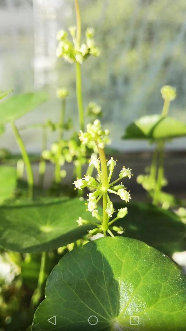 生如夏花之灿烂，生如夏花之灿烂死如秋叶之静美中夏花和秋叶各比喻什么（生如夏花之绚烂 死如秋叶之静美英文图片）