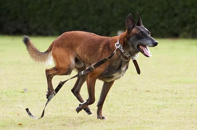 馬犬智商排第幾名,狗狗智商排名(馬犬為什麼能取代德牧)