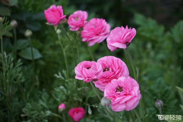 花毛茛如何种植，花毛茛怎么种（比月季还好看、好养）