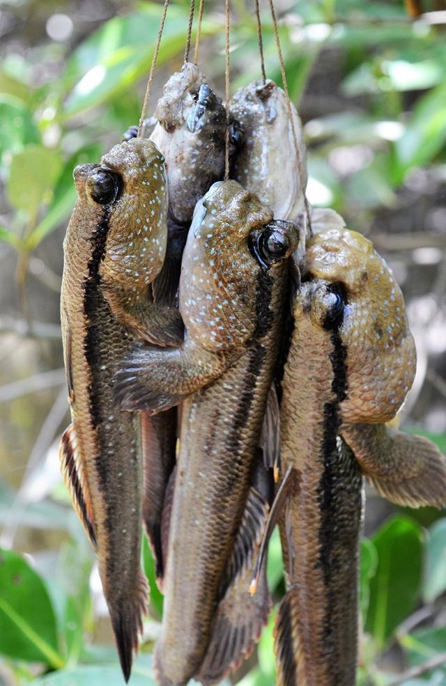 烤泥鱼食谱在哪买，魔兽世界外域食谱（品尝最具越南特色的金瓯特色美食）