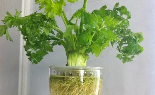 水培蔬菜有哪些，适合水培的蔬菜有哪些啊（轻松长成“小菜园”）