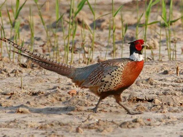 人工孵鸡蛋的方法，人工孵鸡蛋的方法有哪些（七彩山鸡的人工养殖技术）