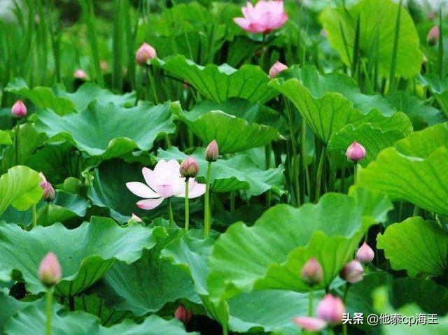 夏季毛豆的做法，夏天毛豆怎么做好吃（毛豆的几种做法简单又好吃）