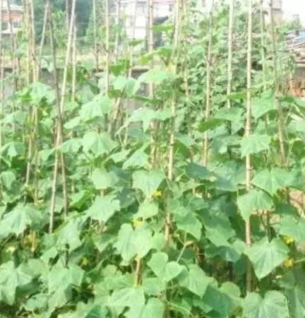 什么是植物，什么是植物染发（简单来认识植物）