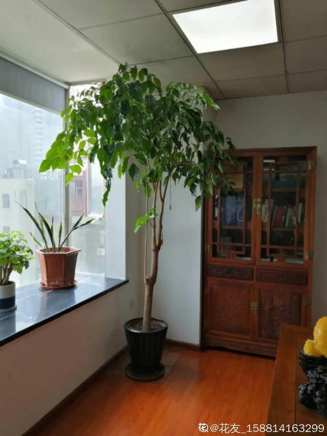 十大客厅风水植物，十大客厅风水的植物（8种树养在家）