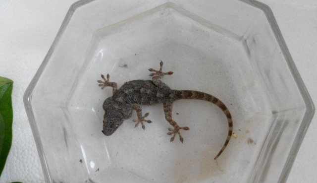 壁虎的寿命，壁虎的寿命有10年吗（为何能位居“五毒”之一）