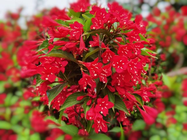 冬天有什么花开放，冬季开花的花卉有哪些（8种“稀罕花”）