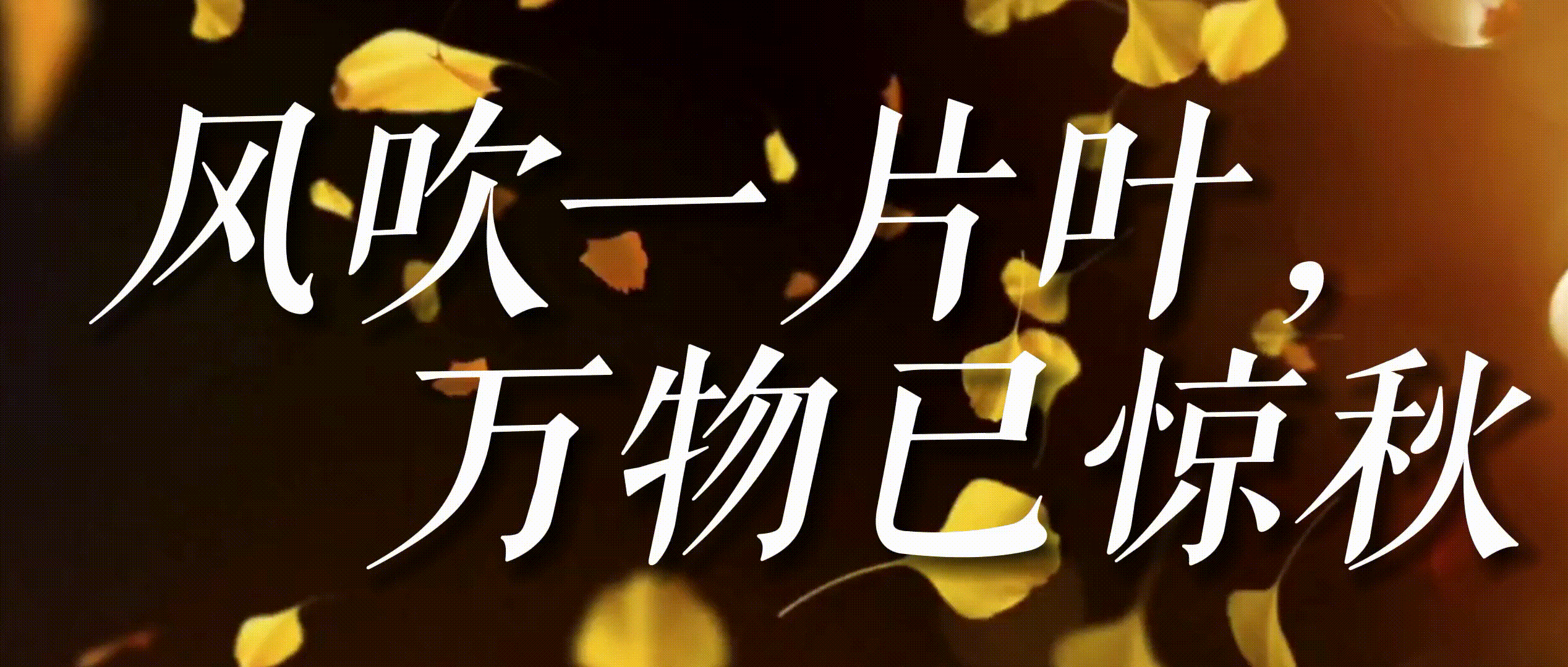 桂林市区看银杏攻略