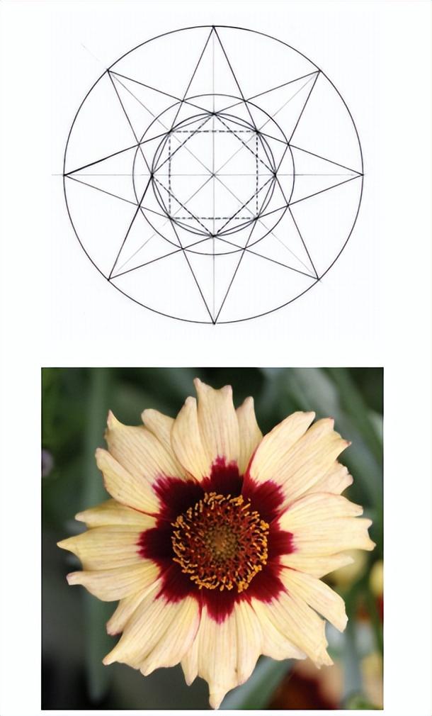 花朵的构造有哪些，花朵的组成结构（暴力拆解花朵的几何结构）